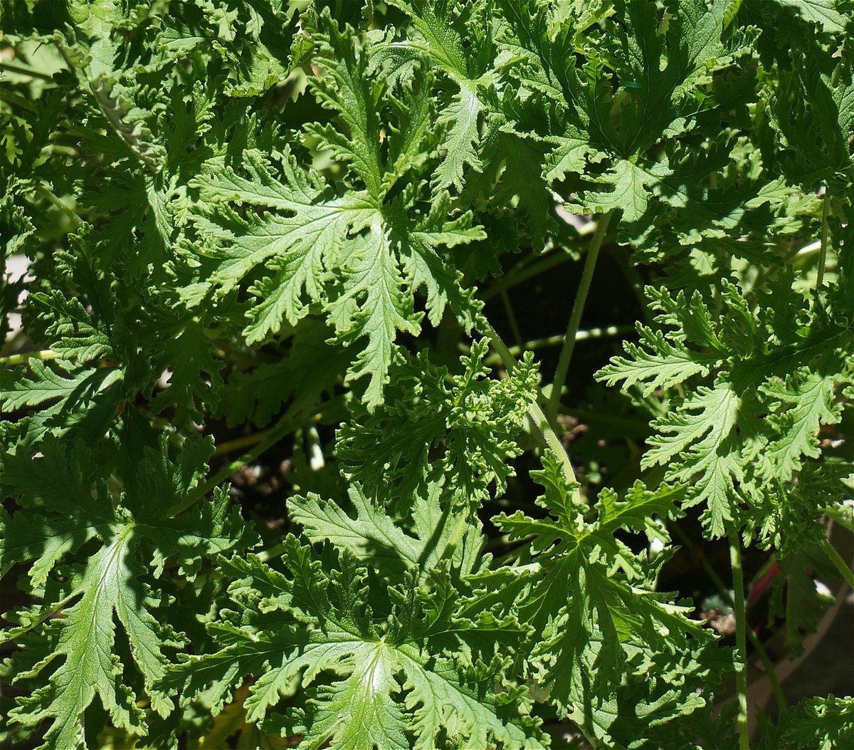 Application d'un répulsif naturel sur la peau