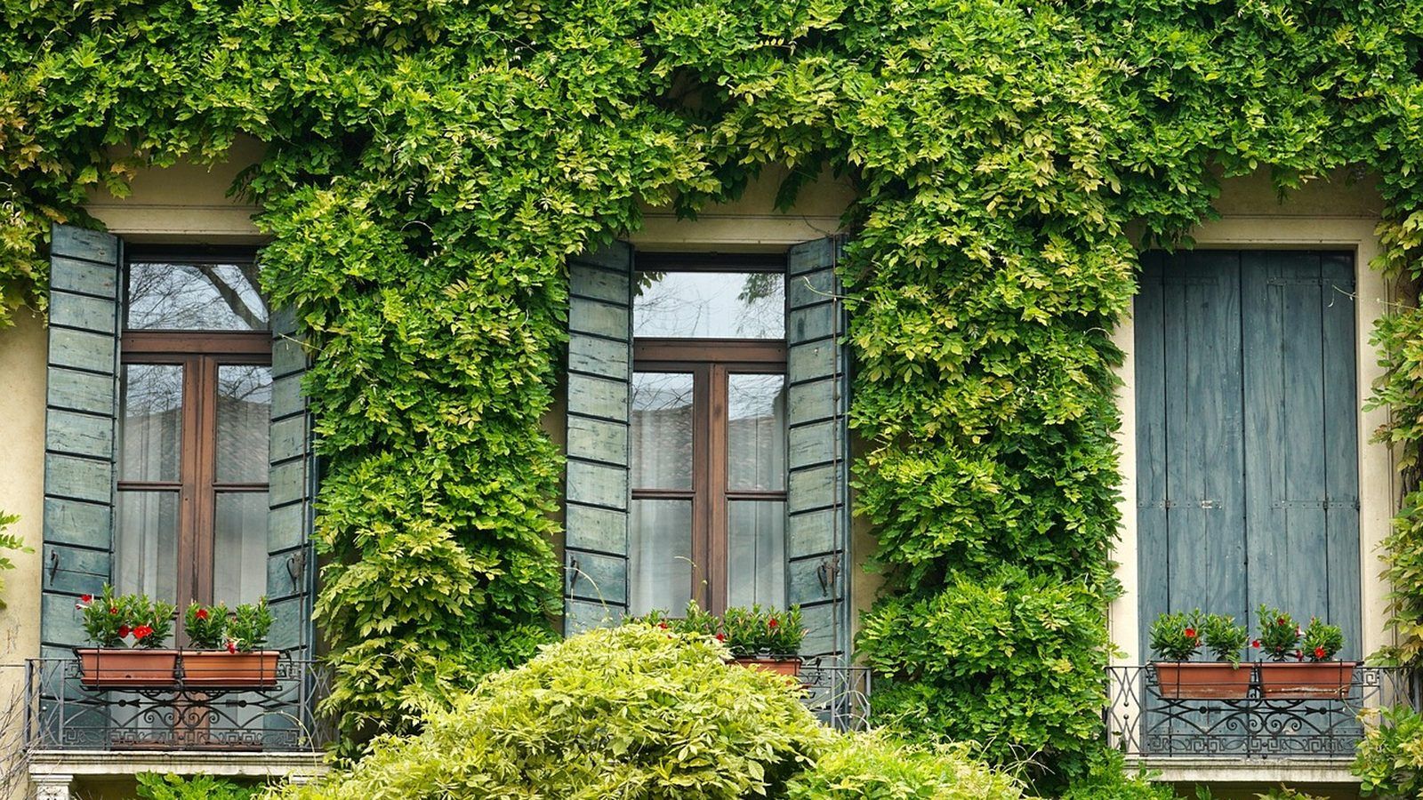 Façade avec volets verts, lierre et jardinières de géraniums