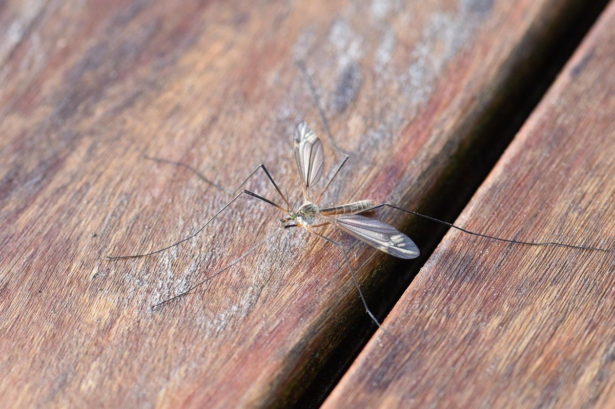 Moustique posé sur une surface, vue rapprochée