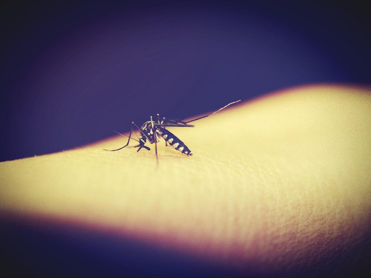 Moustique piquant une peau