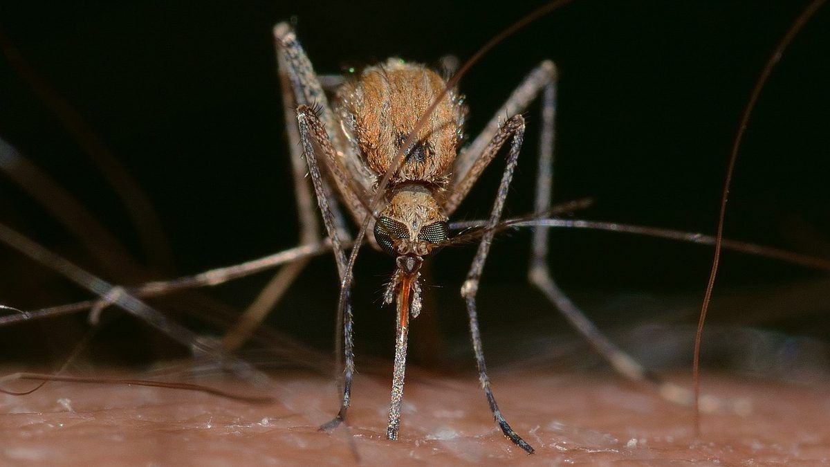 Moustique posé sur une surface claire, photographié de près