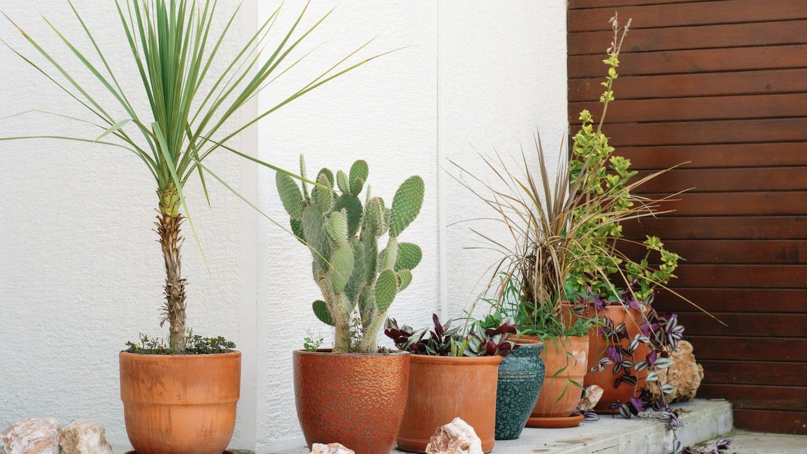 Pots de fleurs en terre cuite posés sur une terrasse, dont les soucoupes peuvent retenir de l'eau de pluie