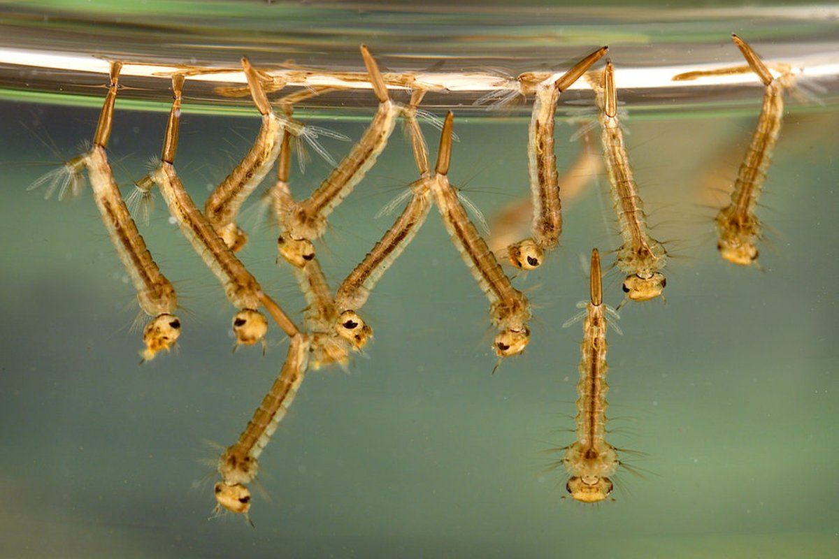 Larves de moustique visibles dans une petite quantité d'eau stagnante