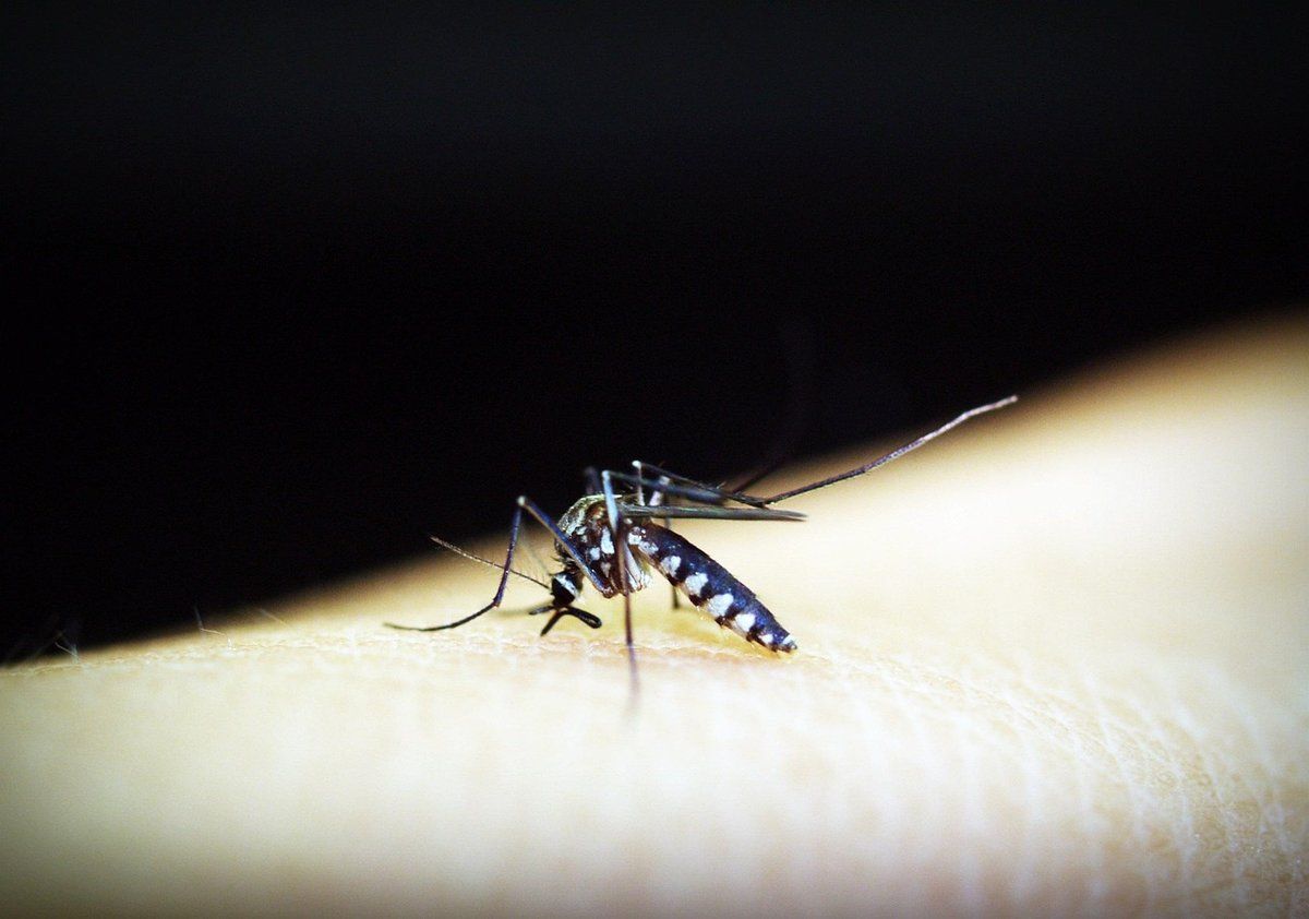 Moustique sur une peau, vue rapprochée