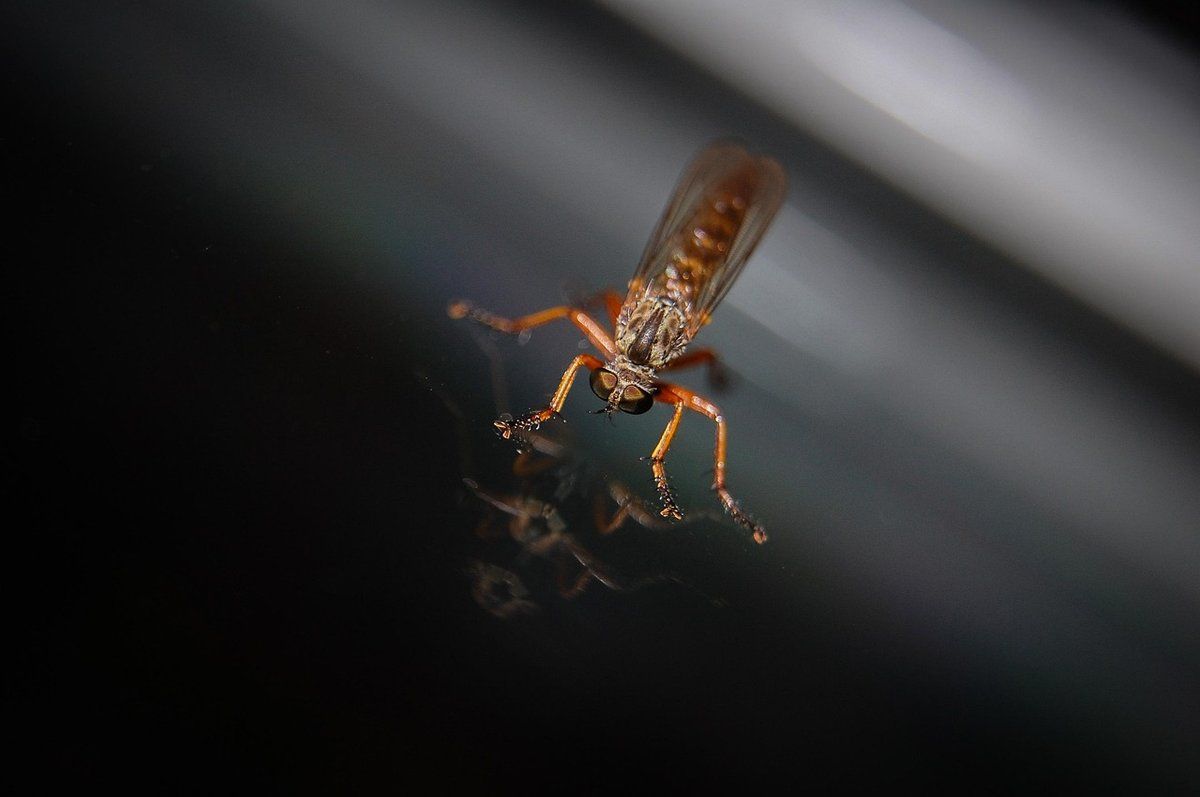 Moustique posé sur une surface sombre