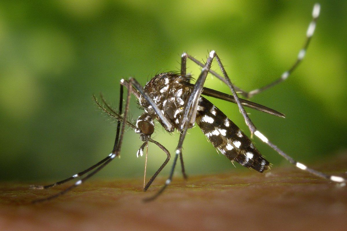 Moustique posé au repos sur une surface claire, photographié de près