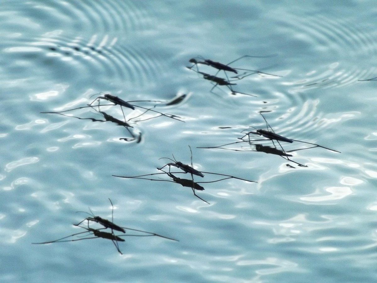 Larves de moustique dans une eau stagnante
