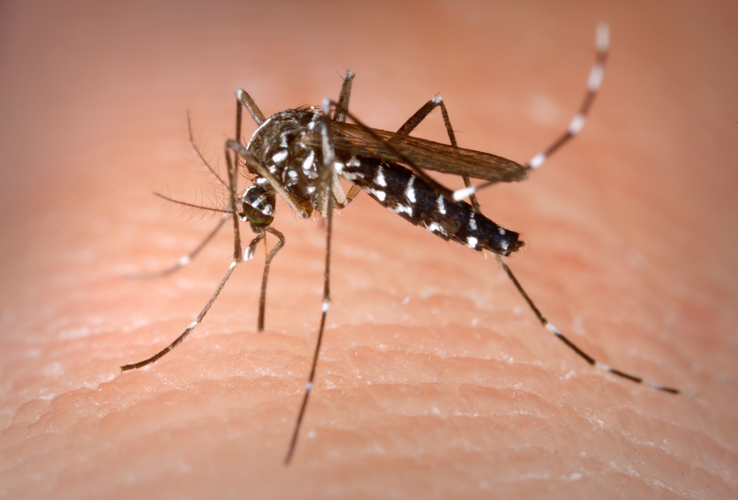 Moustique tigre Aedes albopictus posé sur une peau